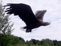 500 Treffen 2017 Tag2